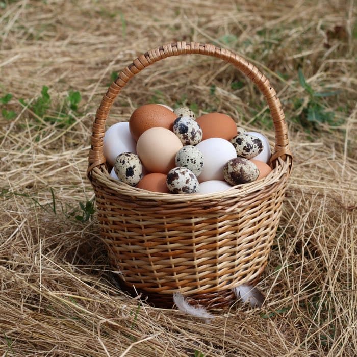 Farm Fresh Eggs