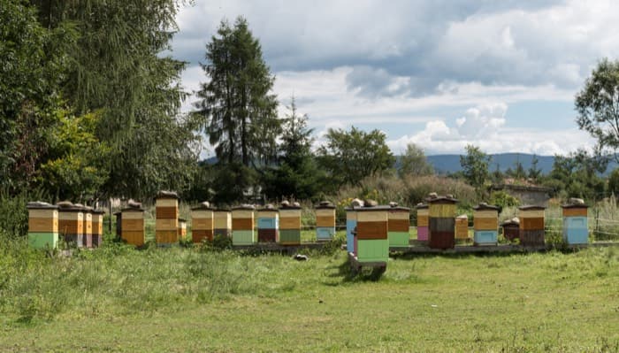 Mountain Apiaries logo